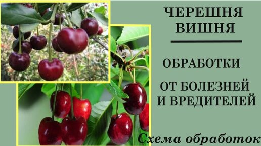 Весенняя обработка вишни и черешни. Схема обработки вишни и черешни от болезней и вредителей.