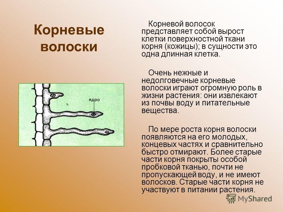 Какое значение имеет представленный на рисунке. Корневые волоски. Корневой. Корневые волоски функции. Строе5ие корнеаого аоооска.