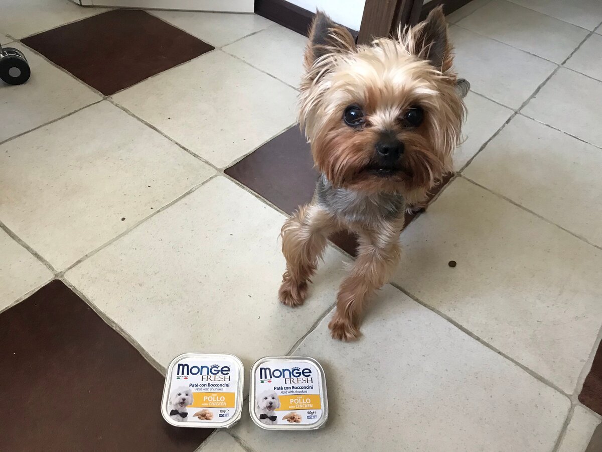 Сегодня хозяева расскажут про мои любимые корма:)