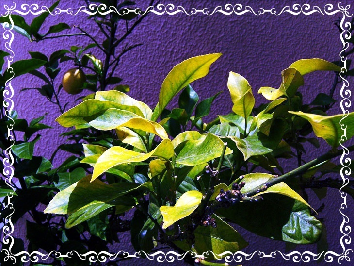 Вот так выглядит лимон, который не получает достаточно питания. Фото: pixabay.com 