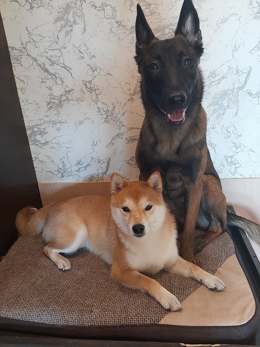 Рыжий хитрый самурай Симба и юная красотка Ярость.