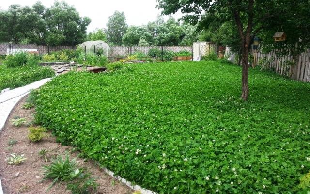 Газон из клевера фото Решили мы яблоню крапивой полечить. Результатом довольны, но экспериментом нет! 