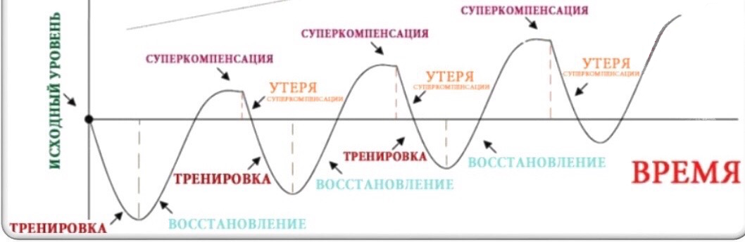 Спортивная подготовка в виде последовательности циклов.