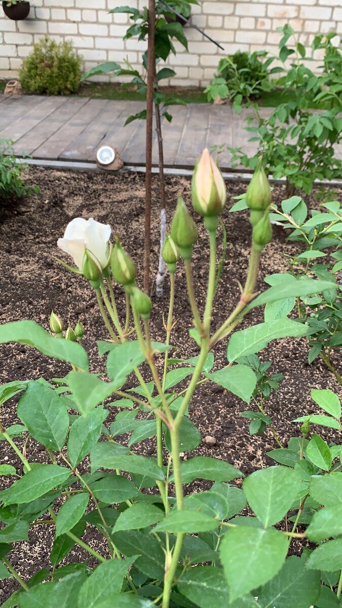 Личный архив