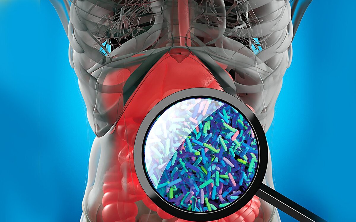 Бактерии в организме человека картинки