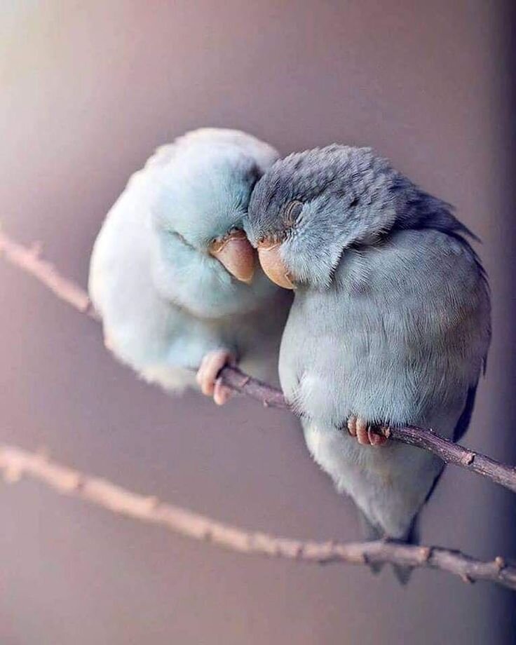 яндекс картинки