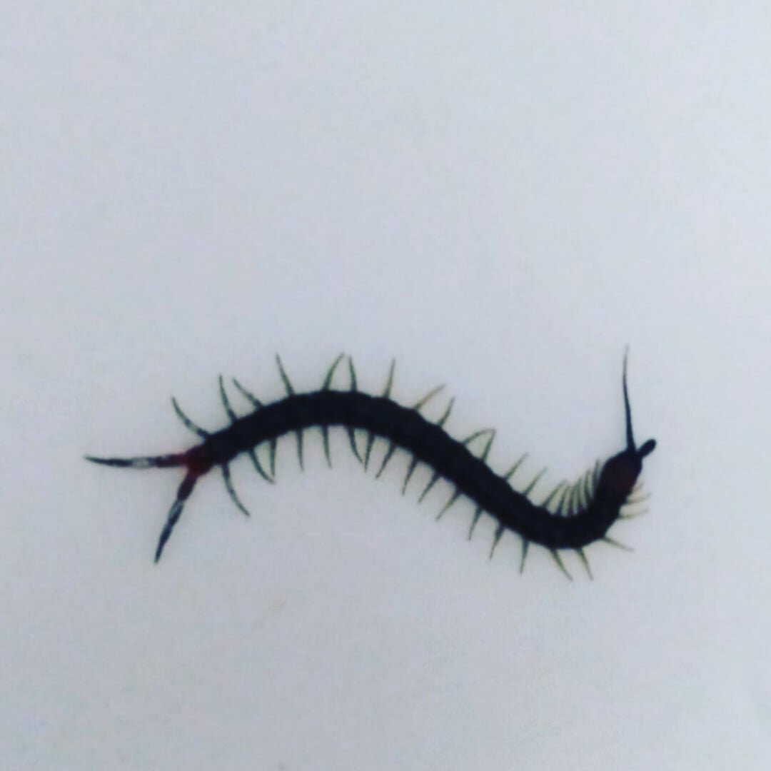 фото автора. Сколопендра в доме, кстати не первый раз забирается в дом.