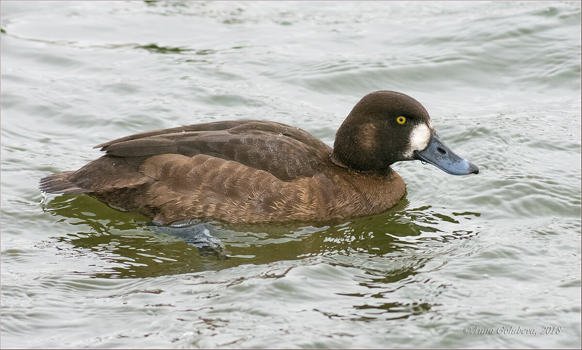 File:Mandarin Duck 3 (6353911063).jpg - Wikimedia Commons