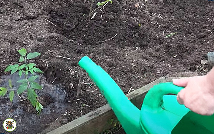 Подкормка томатов раствором пищевой соды