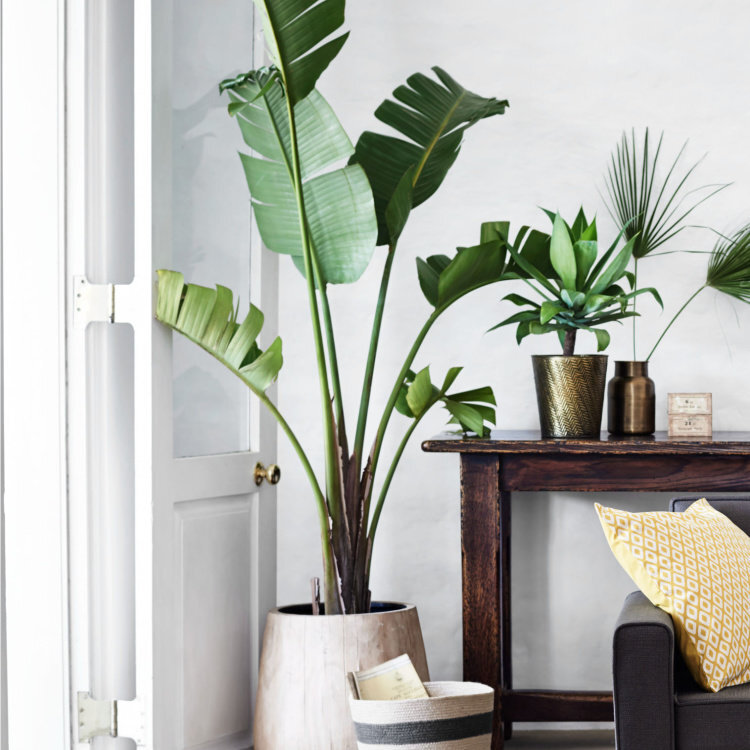 easy indoor plants