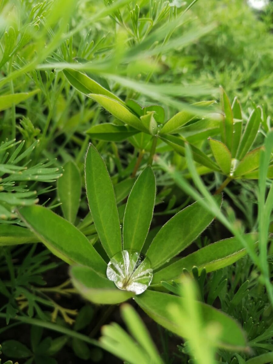 Красота везде...