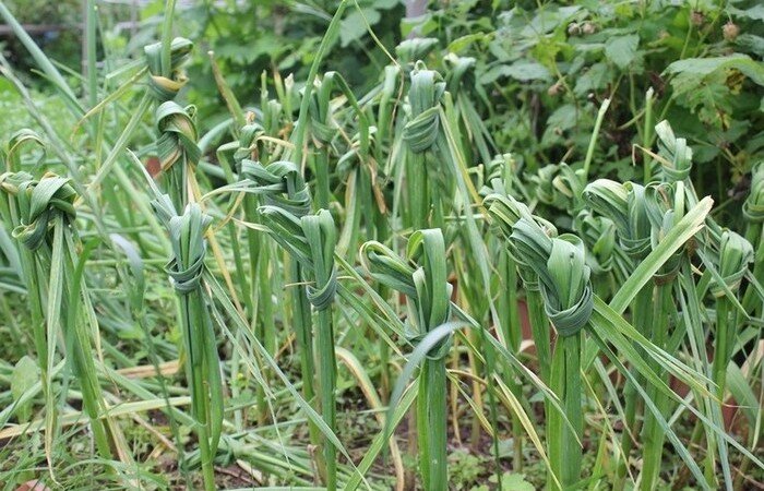 чеснок, советы, огород, дача, 