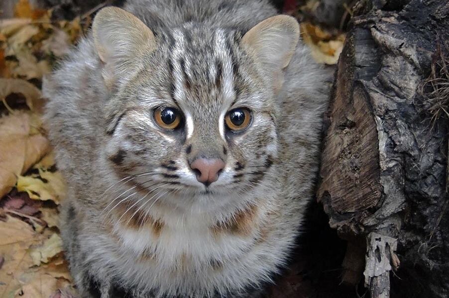 Дальневосточный Амурский Лесной кот. Дальневосточный Лесной кот (Prionailurus bengalensis euptilurus). Дальневосточный Лесной кот Уссурийского заповедника. Краснокнижный Дальневосточный Лесной кот.