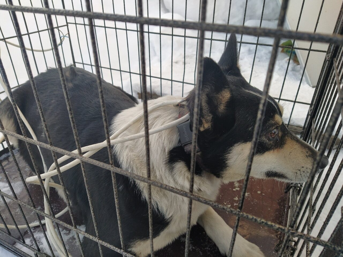 рассказываем ребенку о безопасности. группа "желтый д'дом". потеряшки рязань животные кошки. рассказ потеряшки. объявление о пропаже собаки.