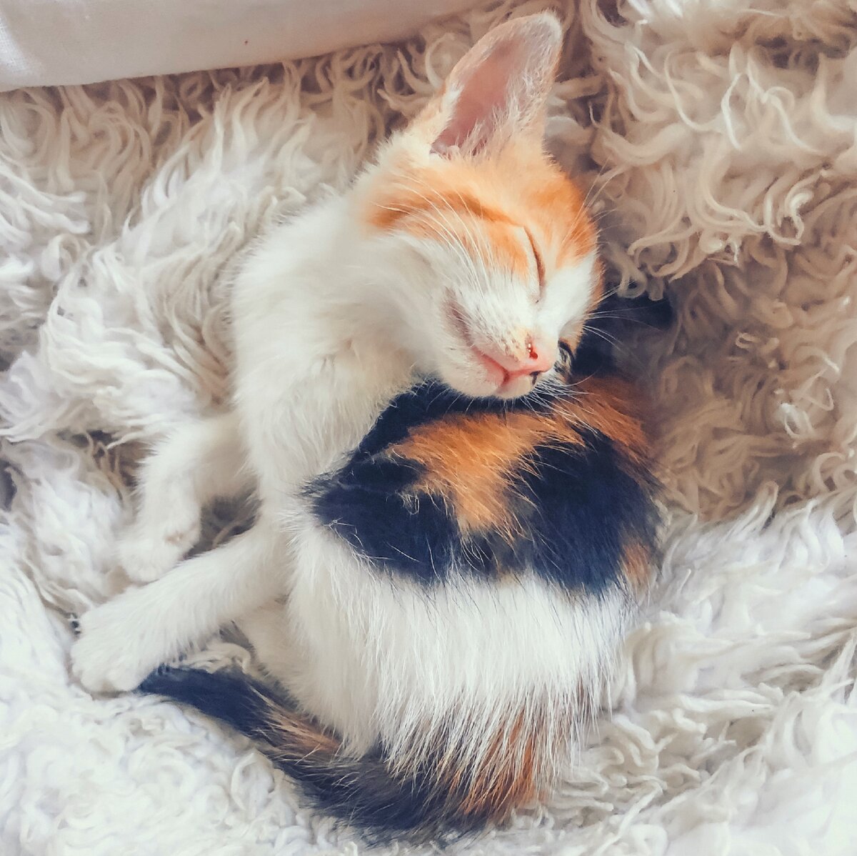 А ещё мы приютили котёнка, как с ним быть? С Бали нельзя вывозить животных😭
