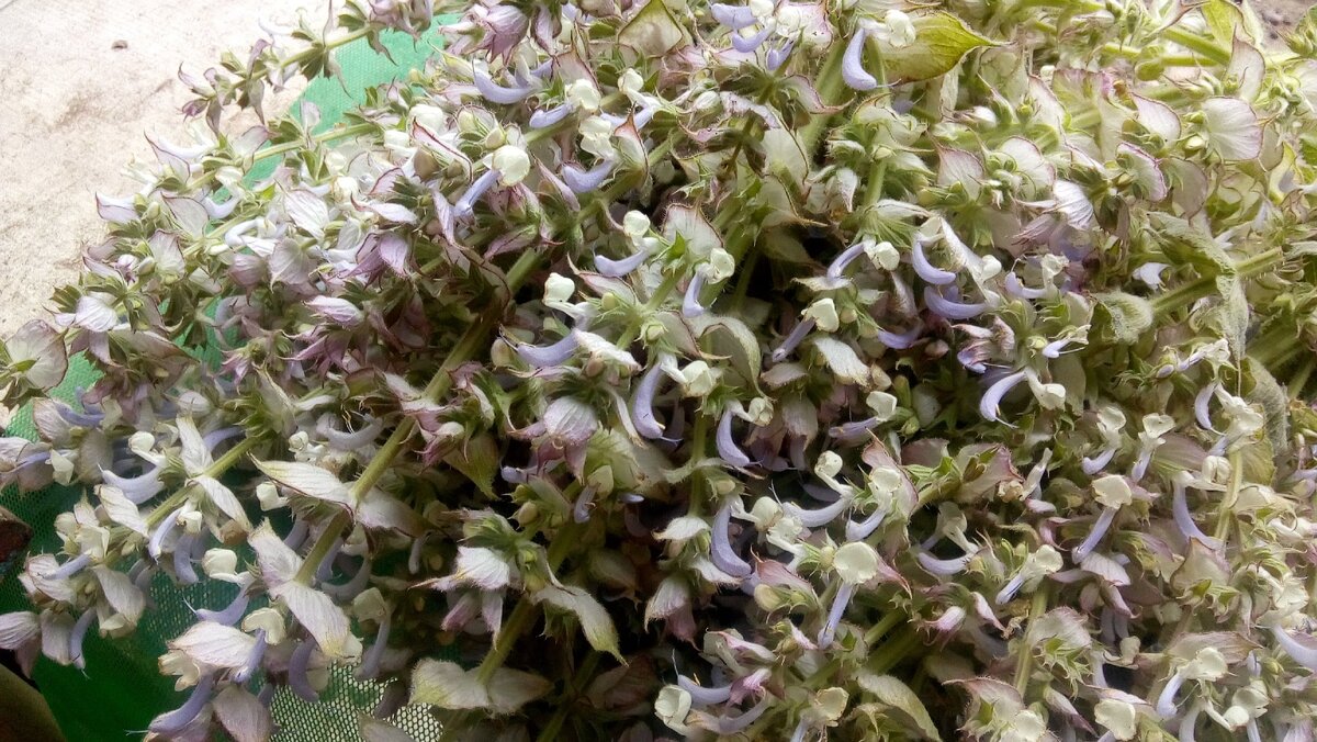 Засуха в этом году. Обычно мускатный шалфей имеет более мощные кусты и соцветия.