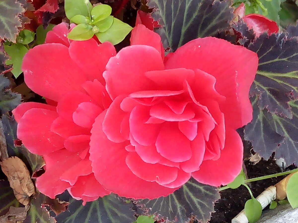 Бегония клубневая