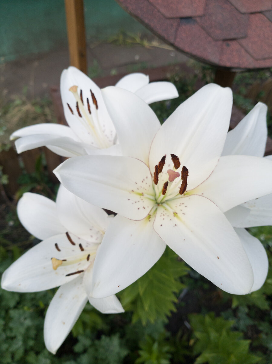 белая гадость😀