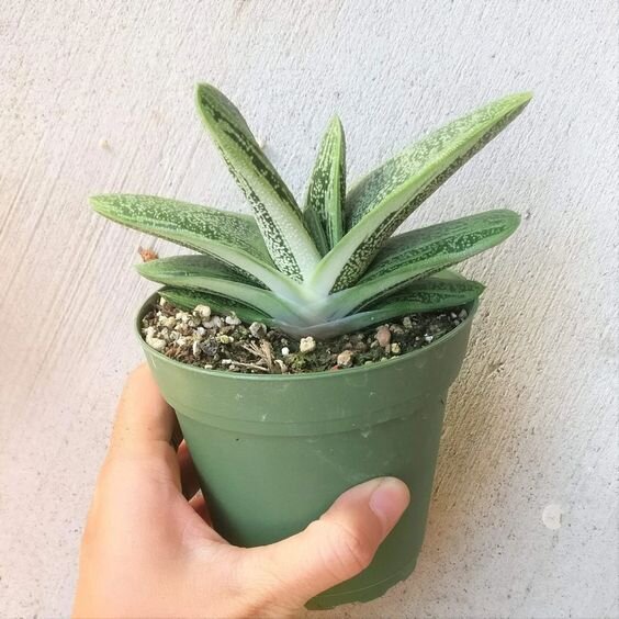 Gasteria Little Warty