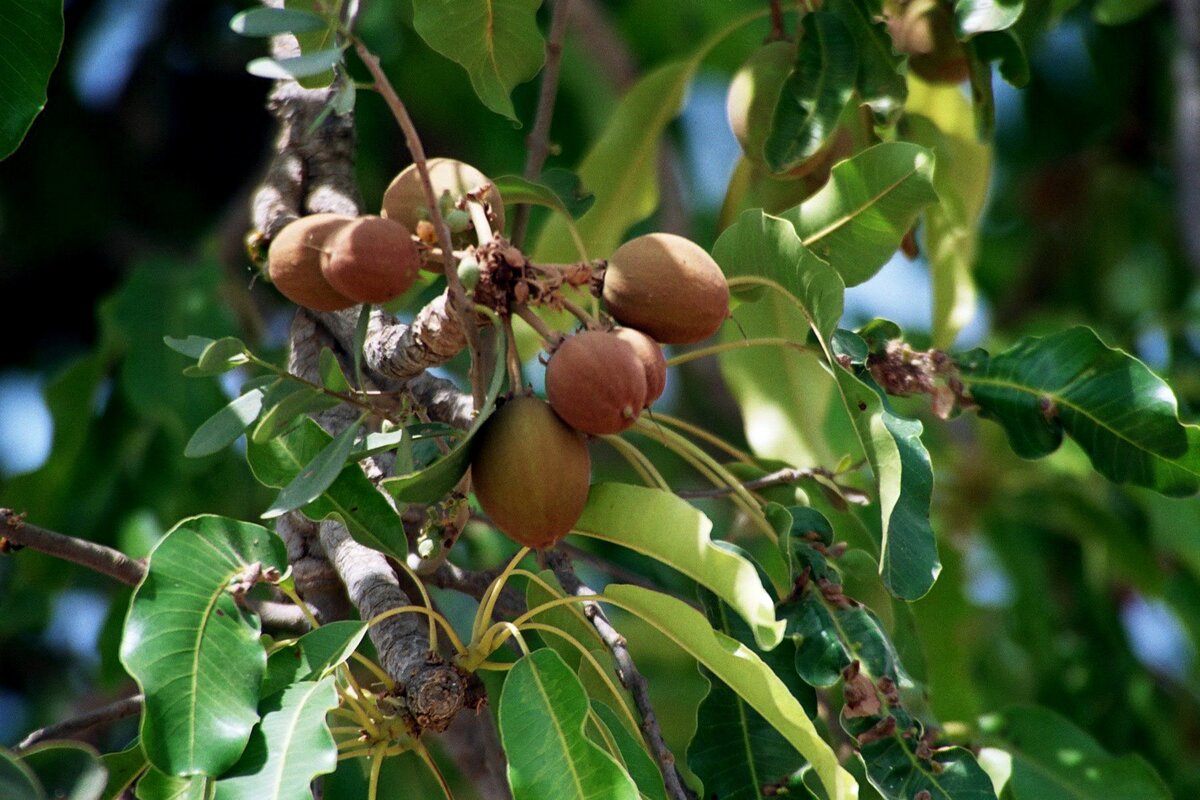 Дерево Шивание 