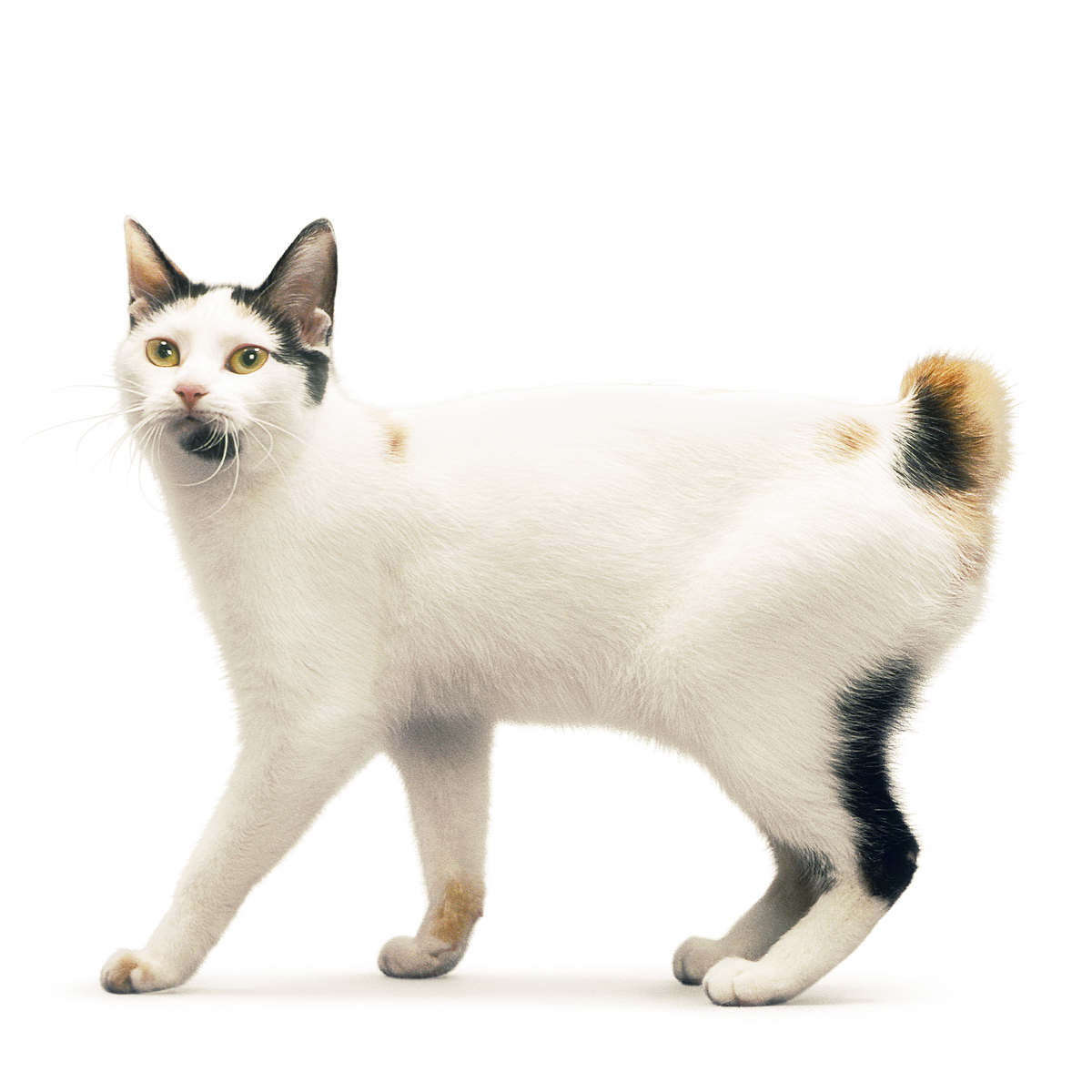 фото японского бобтейла