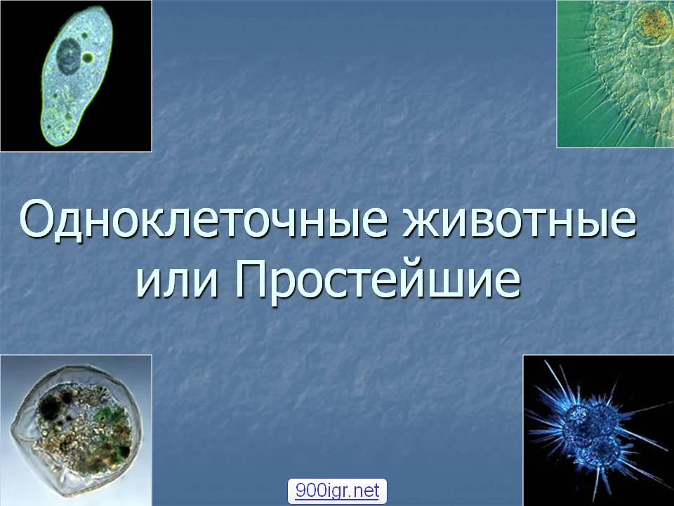 Ученый одноклеточных. Одноклеточные животные 7 класс биология. Простейшие одноклеточные животные. Одноклеточные животные или простейшие. Простейшие одноклеточные организмы.