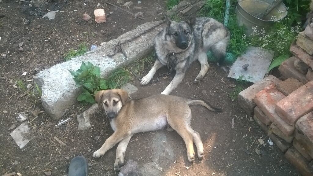 Найда и маленький Дружок