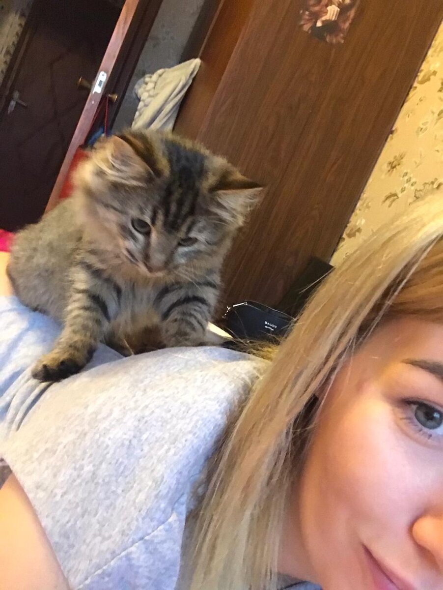 Кошачья иглотерапия.