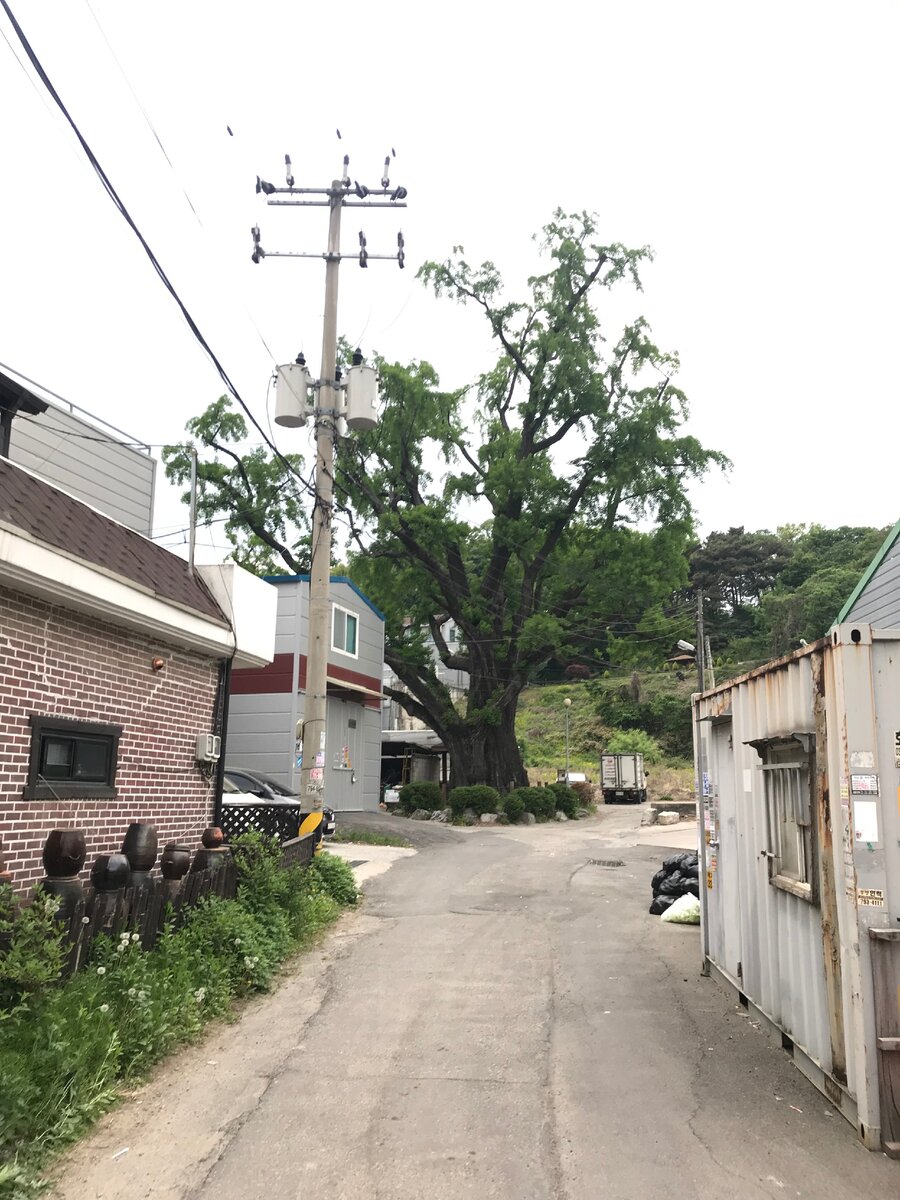 Это самое толстое дерево которое я видел. Конкретно это дерево входит в перечень защищенных объектов. Рядом с ним есть табличка.