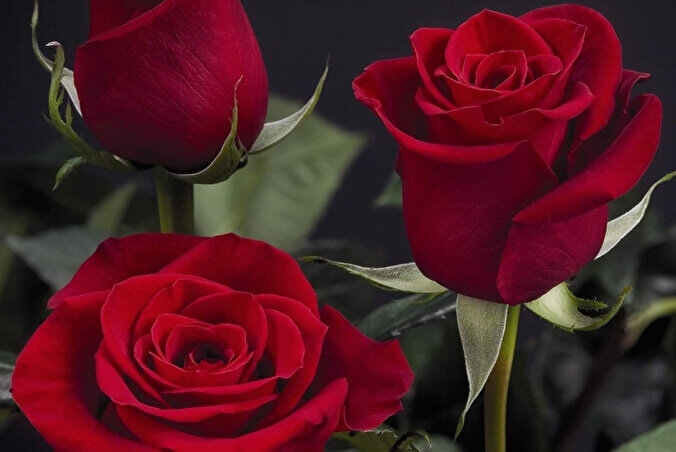 Розы с глубоко-красным оттенком