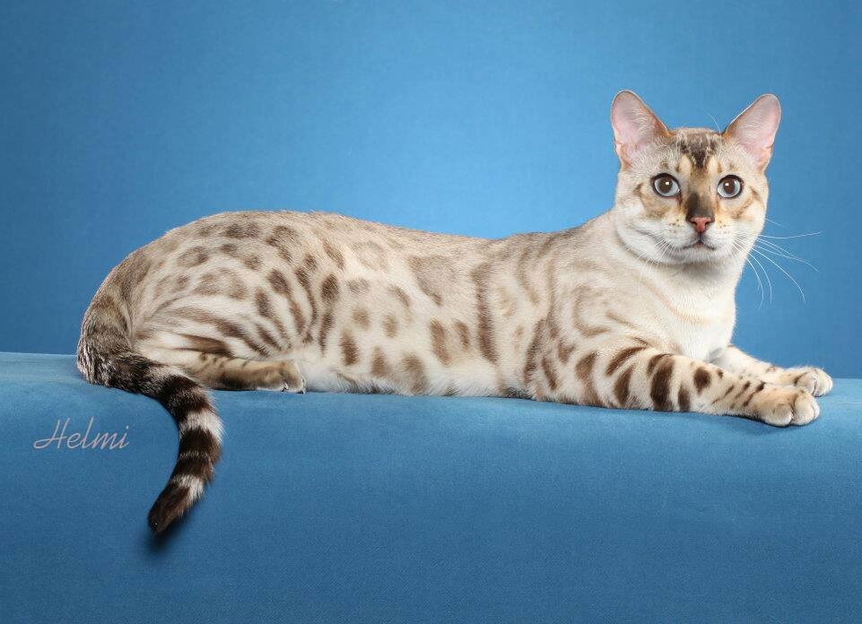 Бенгальская кошка, окрас линкс-пойнт. Источник фото: http://www.lakeridgegypsy.com/images/snow_bengal_airborne_juliet_dad.jpg