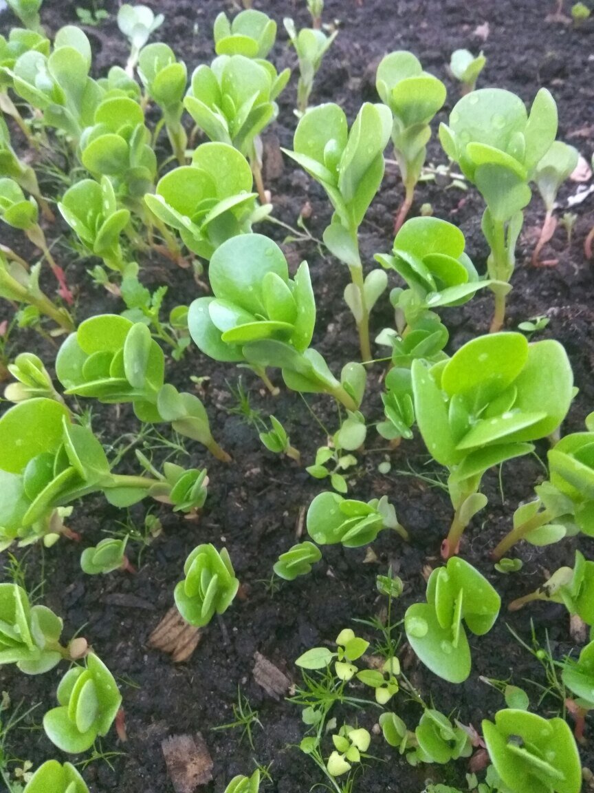 ростки портулака. всходы рассады портулака. портулак ампельный семена. портулак рассада выращивание. пикировка портулака.