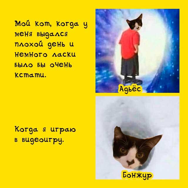 Пути котов неисповедимы.