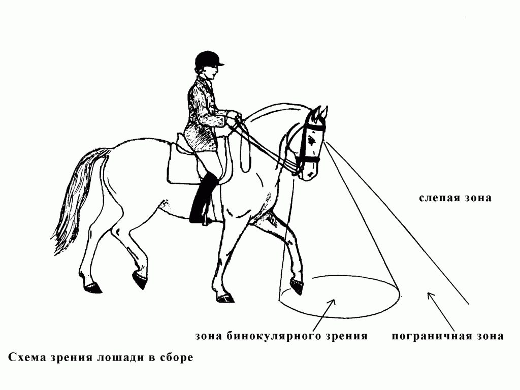 Фото из свободных источников. Вот что видели наши лошади ночью. Как-то интуитивно светили фонарем куда нужно.