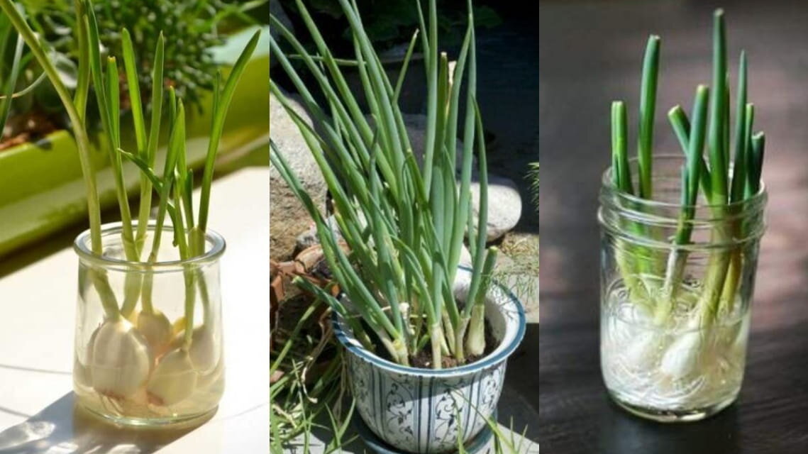 Зеленый лук, овощи, зеленьPinterest