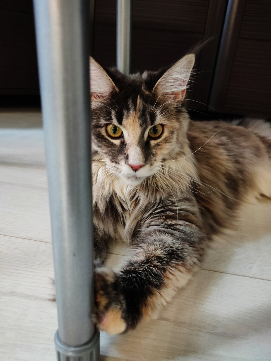 Мейн-кун Шая