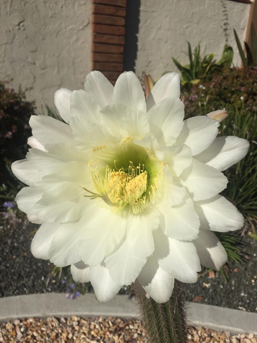 Какой красавец!