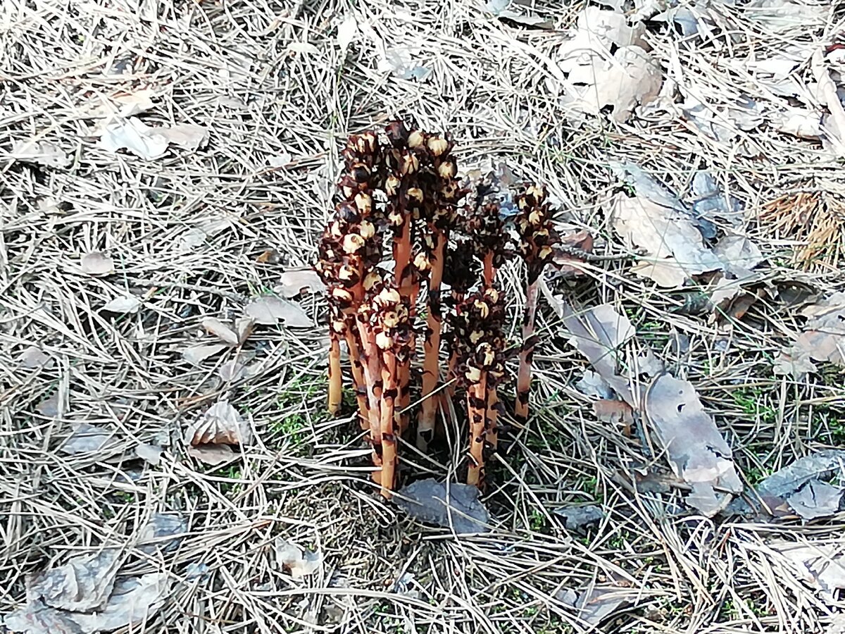 Странные грибы.