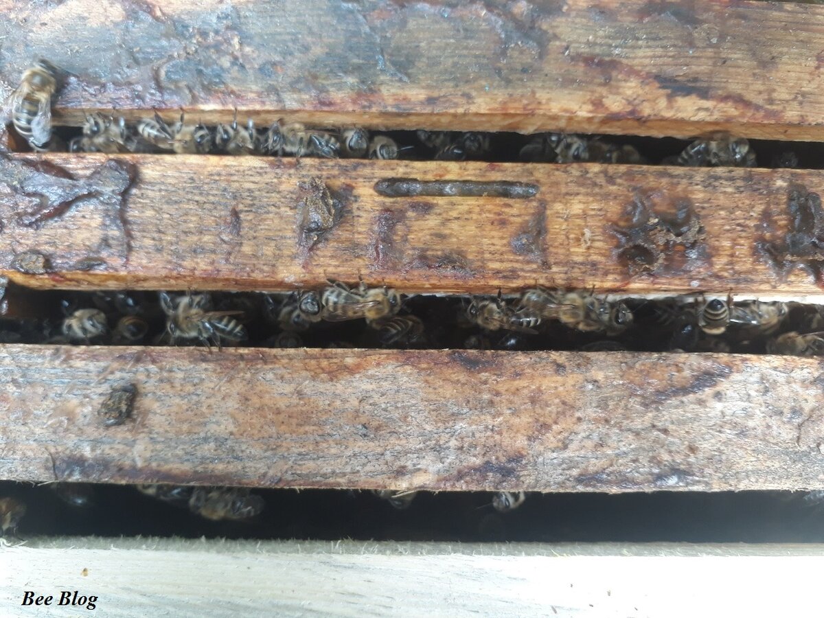 Прилетевший рой очень порадовал своей необычной силой.