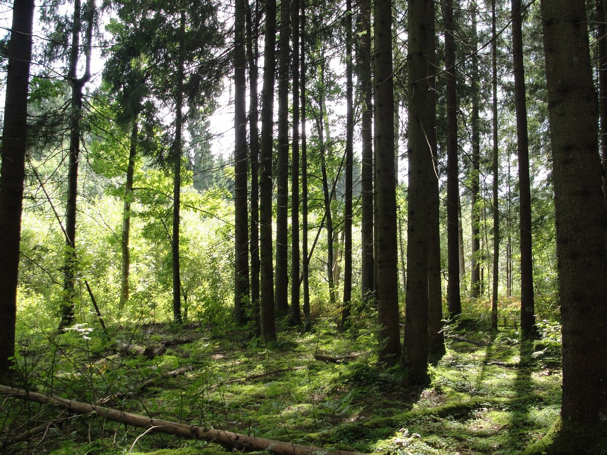 Белогрибная опушка, два месяца плодоносящая нынче.Фото автора.