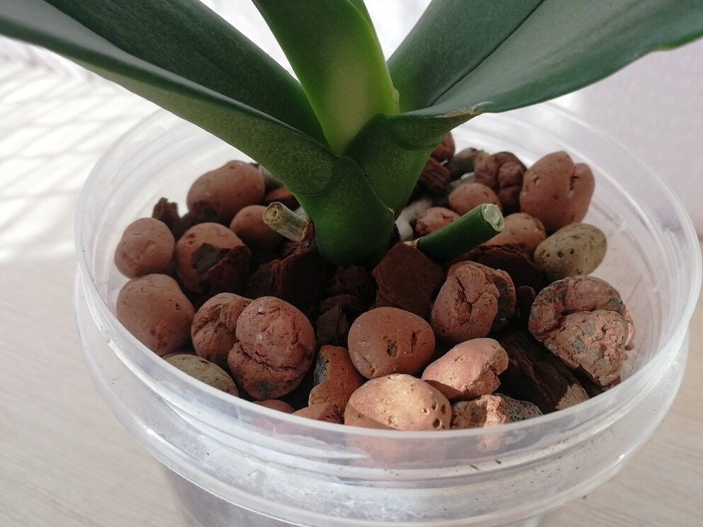 Пересаженная орхидея