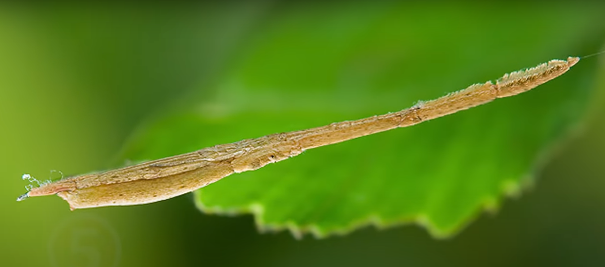 

●улыбающийся паук длина тела  этого малыша составляет всего лишь пол сантиметра на его желтом теле отчетливо различимы рисунок напоминающий
улыбающийся смайлик обитает на островах Мауи.
Улыбающийся паук.