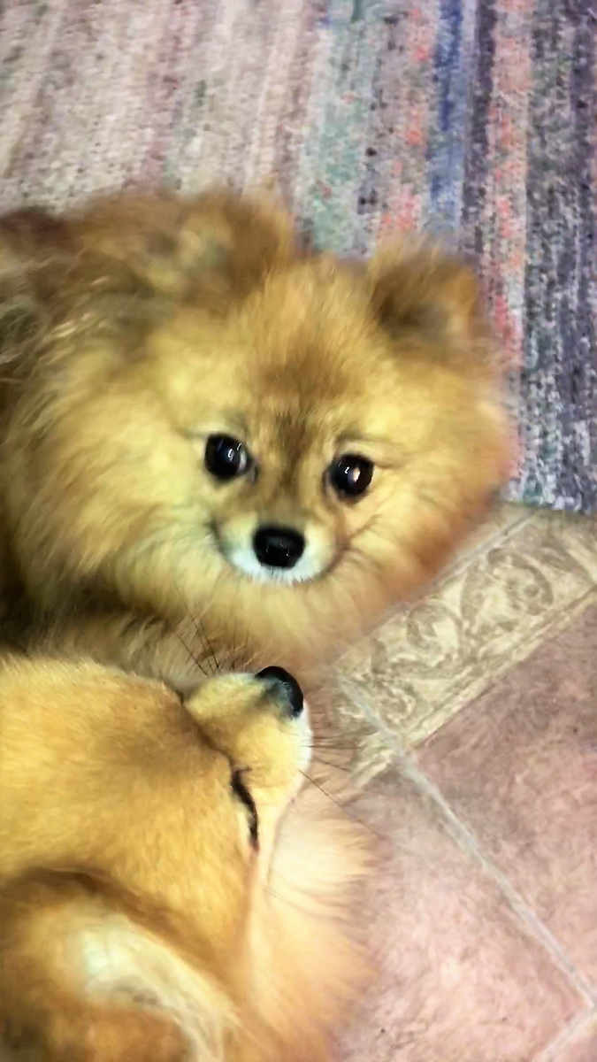 Шпицы клиентские. Фото подарено героиней интервью.