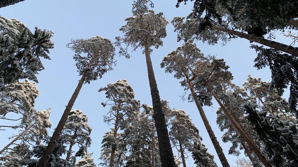 Архангельская лиственница, диаметр до 52 см, высота до 41 м.