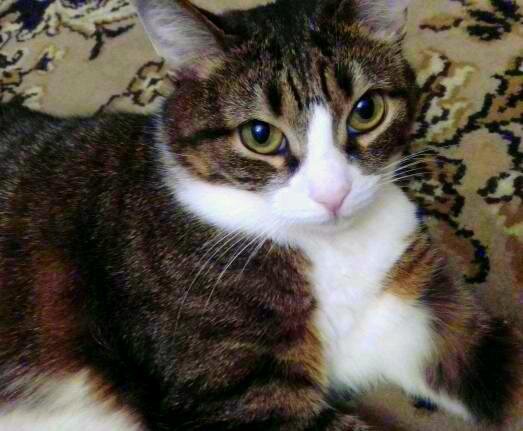 У меня живет кошка Мяушка, ей 9 лет