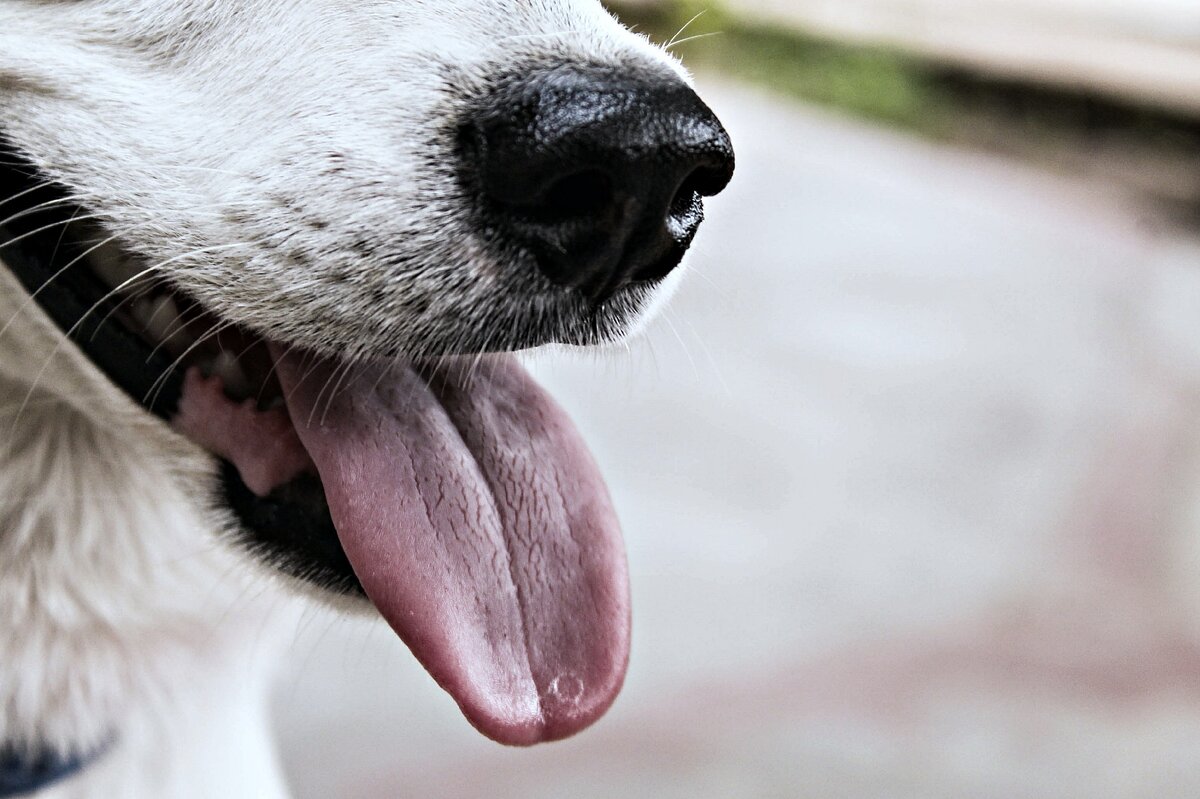 Фото автора Sibi Mathew: Pexels