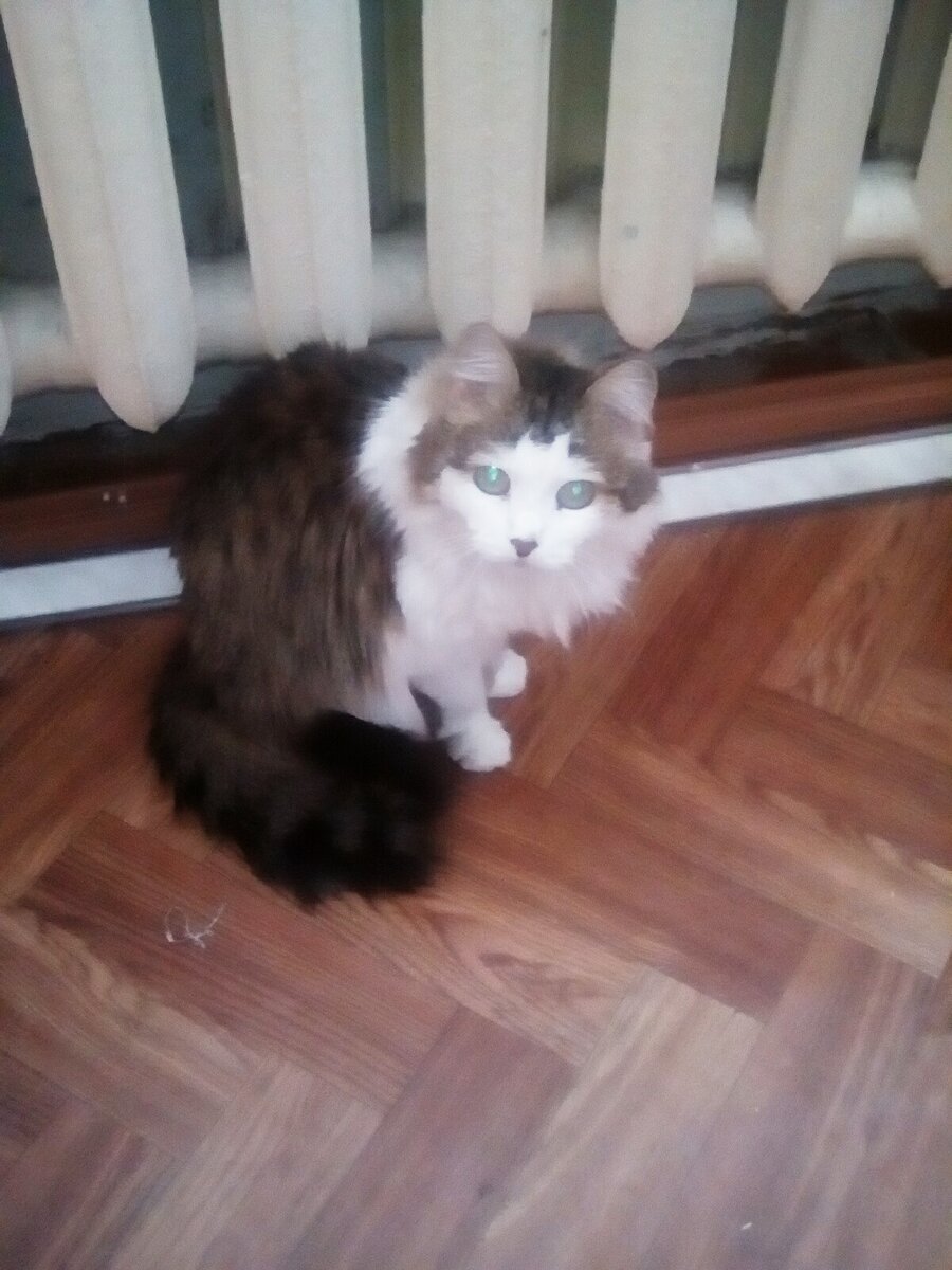 Кошка Пушинка