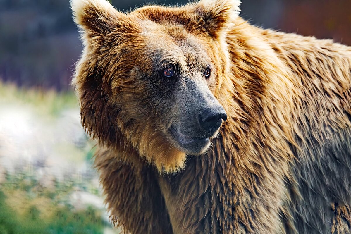 Тяньшанский бурый: 6 отличительных особенностей белокоготного медведя |  Приключения натуралиста | Дзен