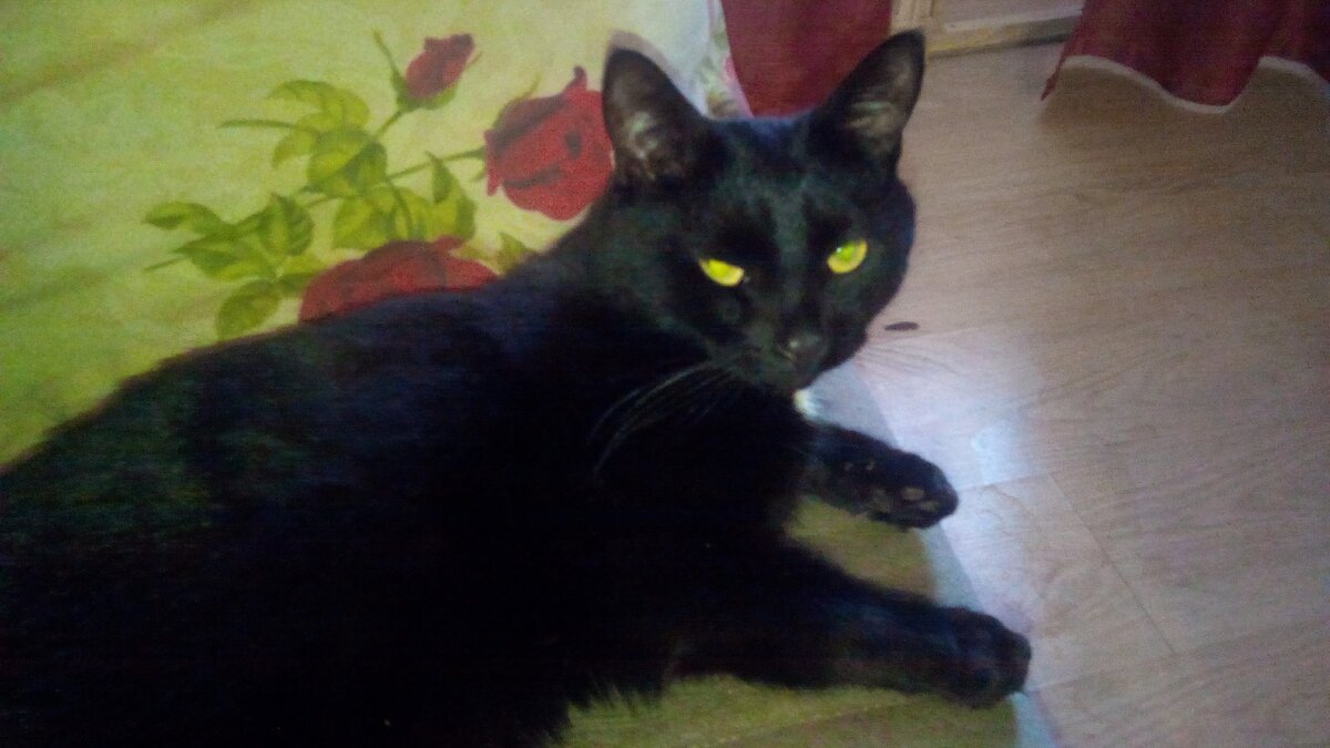 Бакс серьезный