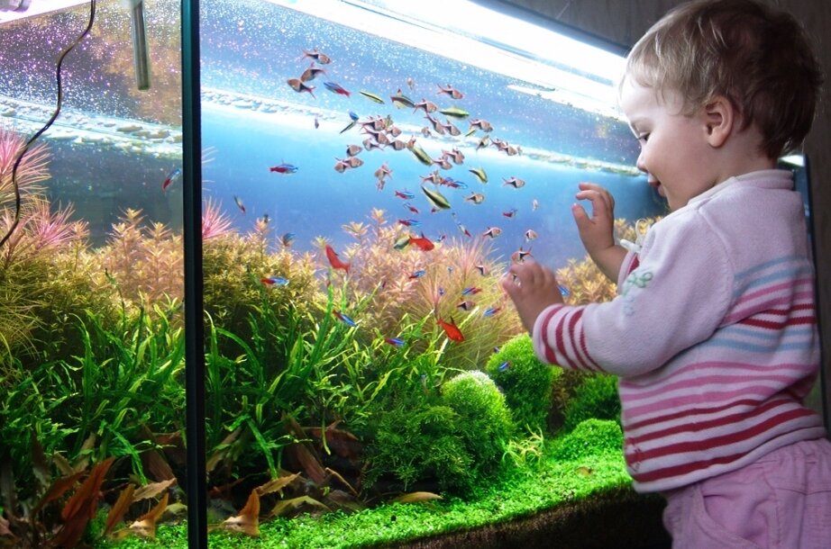 Наблюдать за рыбками. Аквариум для детей. Аквариум с рыбками для детей. Красивые рыбки для аквариума. Аквариум домашний с рыбками.